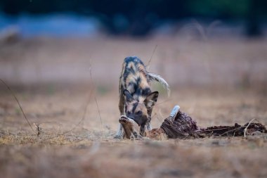 Afrika Vahşi Köpeği (Lycaon pictus) Zimbabwe 'deki Mana Havuzları Ulusal Parkı' nda bir Impala 'nın kalıntılarını yiyor.