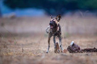 Afrika Vahşi Köpeği (Lycaon pictus) Zimbabwe 'deki Mana Havuzları Ulusal Parkı' nda bir Impala 'nın kalıntılarını yiyor.