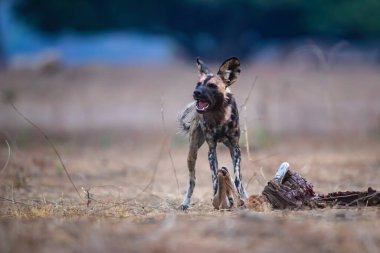 African Wild Dog (Lycaon pictus) eating the remains of an impala in Mana Pools National Park in Zimbabwe clipart