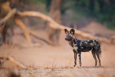 Afrika Vahşi Köpeği (Lycaon pictus) Zimbabwe 'deki Mna Havuzları Ulusal Parkı' nda avlanmaya hazırlanıyor.