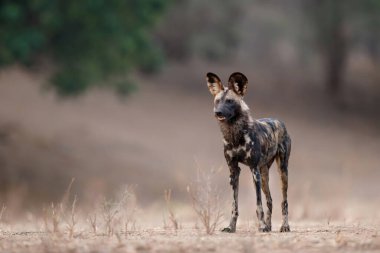 Afrika Vahşi Köpeği (Lycaon pictus) Zimbabwe 'deki Mna Havuzları Ulusal Parkı' nda avlanmaya hazırlanıyor.