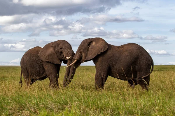 Gajah Dataran Dengan Rumput Hijau Musim Hujan Dari Taman Nasional — Stok Foto