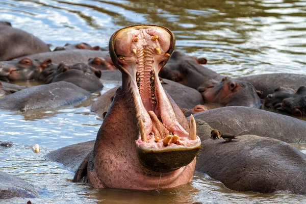 Hipopótamo Bostezante Con Boca Abierta Parque Nacional Del Serengeti Tanzania —  Fotos de Stock