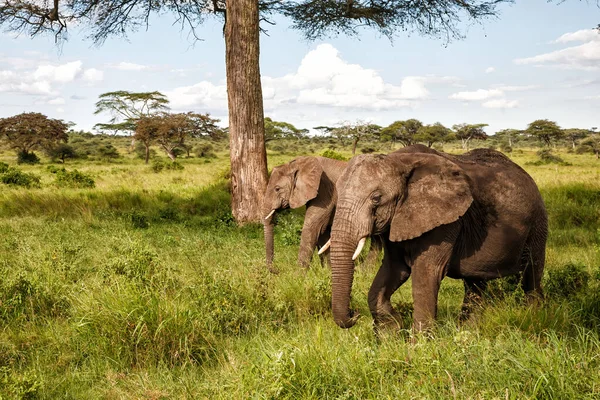 Olifanten Vlaktes Met Groen Gras Het Regenseizoen Van Het Serengeti — Stockfoto