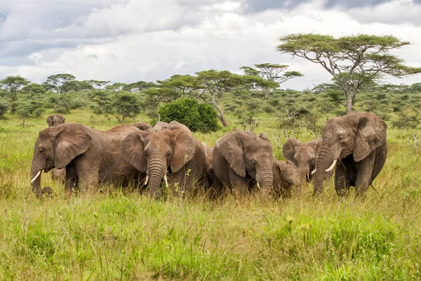 Olifanten Vlaktes Met Groen Gras Het Regenseizoen Van Het Serengeti — Stockfoto
