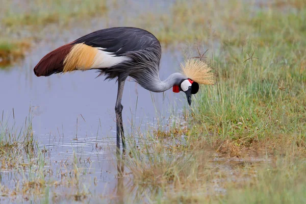 Cinza Coroado Guindaste Pairando Água Cratera Ngorongoro Tanzânia — Fotografia de Stock