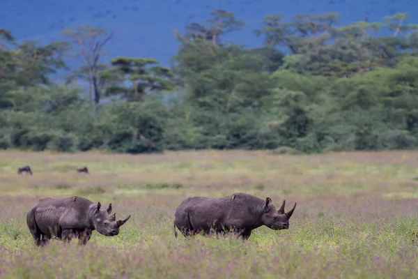 Dua Rhino Hitam Berjalan Taman Nasional Ngrongoro Tanania — Stok Foto