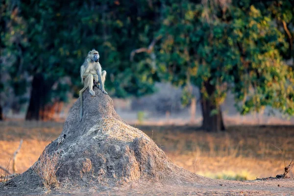 Chacma Baboon Papio Ursinus Duduk Gundukan Rayap Pada Cahaya Pertama — Stok Foto