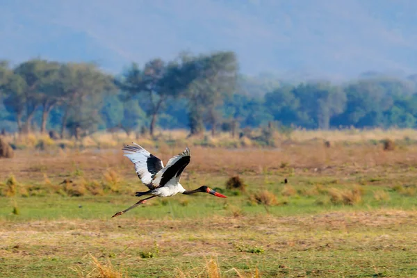 새들의 부리를 Ephippiorhynchus Senegalensis 짐바브웨의 공원에 잠베지 범람원에 날아다닌다 — 스톡 사진