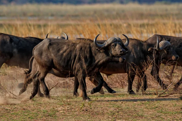 Buffalo Afrika Syncerus Caffer Yang Beroperasi Taman Nasional Mana Pools — Stok Foto