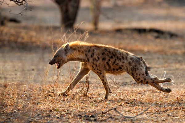 Hiena Plamista Crocuta Crocuta Biegająca Parku Narodowym Mana Pools Zimbabwe — Zdjęcie stockowe