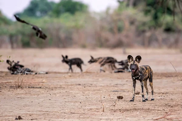 Африканський Дикий Собака Пікт Лікеон Готується Полювання Національному Парку Мна — стокове фото