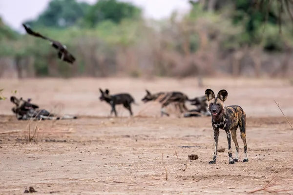 Afrika Vahşi Köpeği (Lycaon pictus) Zimbabwe 'deki Mna Havuzları Ulusal Parkı' nda avlanmaya hazırlanıyor.