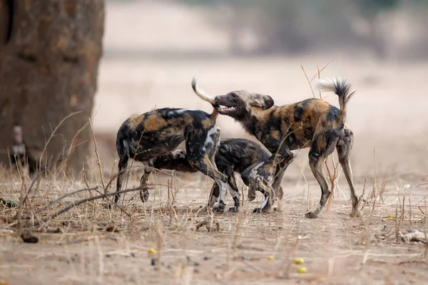 Cão Selvagem Africano Lycaon Pictus Prepara Para Caça Parque Nacional — Fotografia de Stock