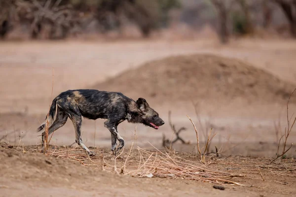 Afrikansk Vildhund Lycaon Pictus Förbereder Sig För Jakt Mna Pools — Stockfoto