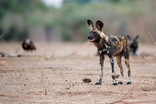 Afrikansk Vildhund Lycaon Pictus Förbereder Sig För Jakt Mna Pools — Stockfoto