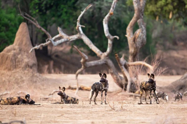 Africký Divoký Pes Lycaon Picture Připravuje Lov Národním Parku Mna — Stock fotografie