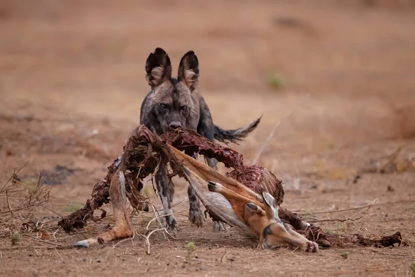 Африканская Дикая Собака Lycaon Pictus Ест Останки Импалы Национальном Парке — стоковое фото