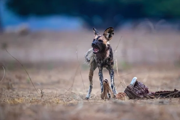 Cão Selvagem Africano Lycaon Pictus Comendo Restos Uma Impala Parque — Fotografia de Stock