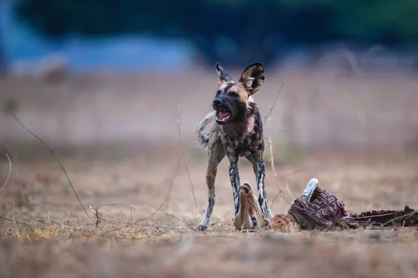 Afrika Vahşi Köpeği (Lycaon pictus) Zimbabwe 'deki Mana Havuzları Ulusal Parkı' nda bir Impala 'nın kalıntılarını yiyor.