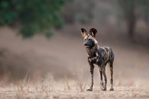 Cão Selvagem Africano Lycaon Pictus Prepara Para Caça Parque Nacional — Fotografia de Stock