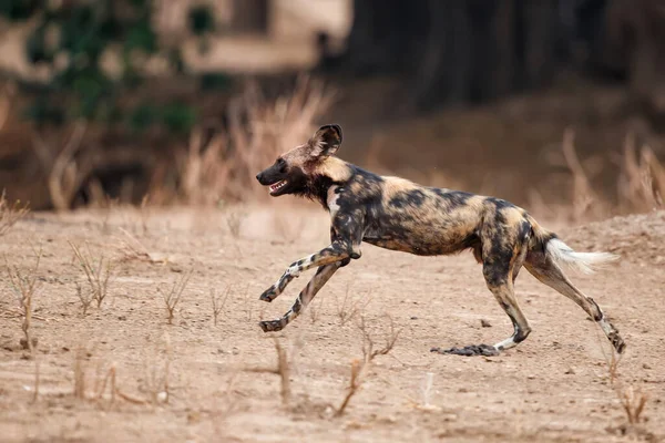 Cão Selvagem Africano Lycaon Pictus Prepara Para Caça Parque Nacional — Fotografia de Stock