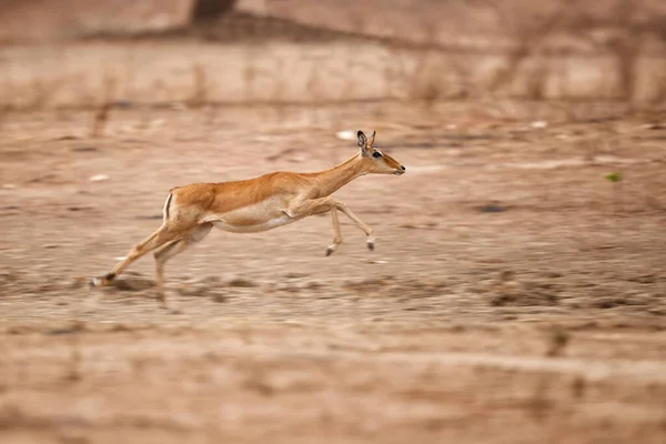 Impala Aepyceros Melampus Correndo Parque Nacional Mana Pools Zimbábue Pendente — Fotografia de Stock