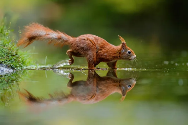 Ardilla Roja Euroasiática Sciurus Vulgaris Buscando Comida Fior Bosque Con —  Fotos de Stock