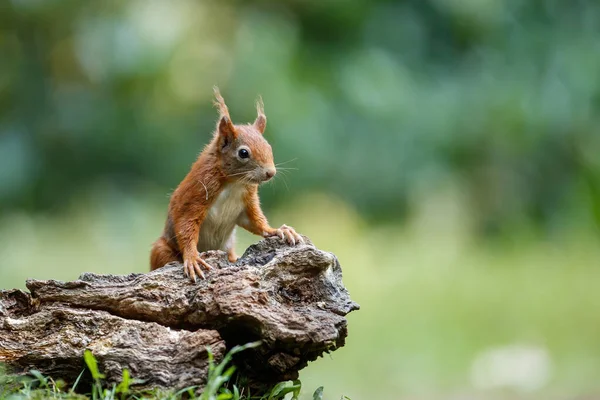 Eurazjatycka Wiewiórka Czerwona Sciurus Vulgaris Poszukuje Pożywienia Lesie Południu Holandii — Zdjęcie stockowe