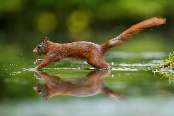 欧亚大陆红松鼠 Sciurus Vulgaris 在森林中觅食 并在荷兰南部池塘的水中有所反映 — 图库照片