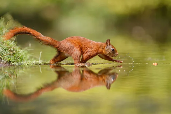 欧亚大陆红松鼠 Sciurus Vulgaris 在森林中觅食 并在荷兰南部池塘的水中有所反映 — 图库照片