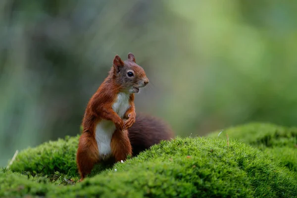 Eurazjatycka Wiewiórka Czerwona Sciurus Vulgaris Poszukuje Pożywienia Lesie Południu Holandii — Zdjęcie stockowe