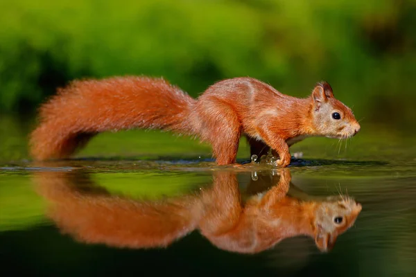 Rotes Eichhörnchen Sciurus Vulgaris Auf Nahrungssuche Wald Mit Einem Spiegelbild — Stockfoto