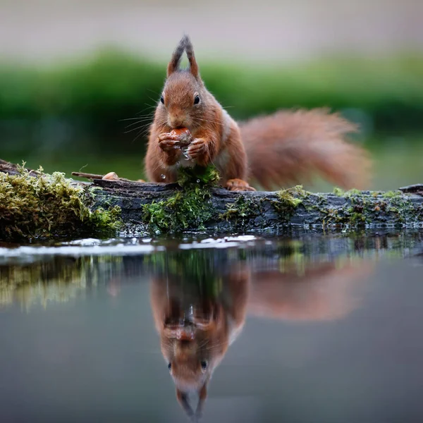 Rotes Eichhörnchen Sciurus Vulgaris Auf Nahrungssuche Wald Mit Einem Spiegelbild — Stockfoto