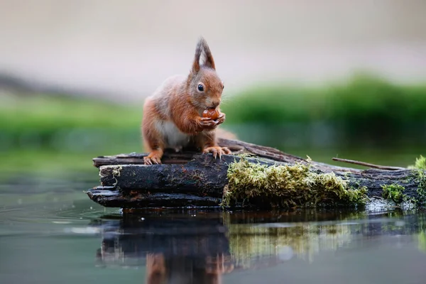 Esquilo Vermelho Eurasiano Sciurus Vulgaris Procura Comida Floresta Sul Dos — Fotografia de Stock