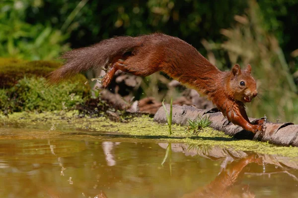 Eurasian Red Squirrel Sciurus Vulgaris Searching Food Forest South Netherlands — Stock Photo, Image