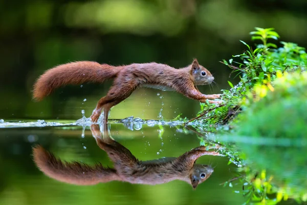 Rotes Eichhörnchen Sciurus Vulgaris Auf Nahrungssuche Wald Mit Einem Spiegelbild — Stockfoto