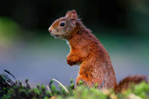 네덜란드 남부의 속에서 먹이를 유라시아붉은 다람쥐 Sciurus Vulgaris — 스톡 사진