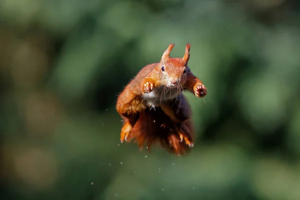 Ardilla Roja Euroasiática Sciurus Vulgaris Saltando Bosque Noord Brabant Los — Foto de Stock