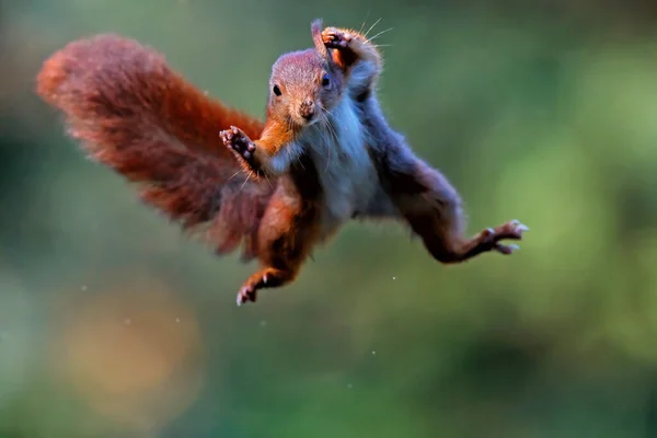 Hollanda 'daki Noord Brabant ormanına atlayan Avrasya kızıl sincabı (Sciurus vulgaris). Yeşil arkaplan.