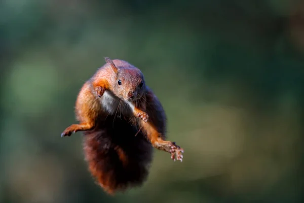 ユーラシア レッドリス Sciurus Valgaris はオランダのノード ブラバントの森に飛び込む 緑の背景 — ストック写真