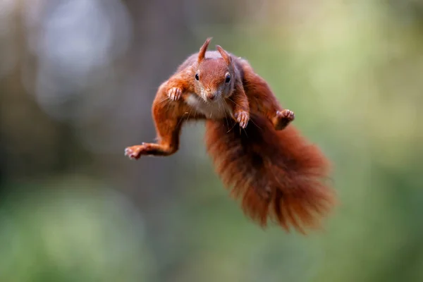 Ardilla Roja Euroasiática Sciurus Vulgaris Saltando Bosque Noord Brabant Los — Foto de Stock