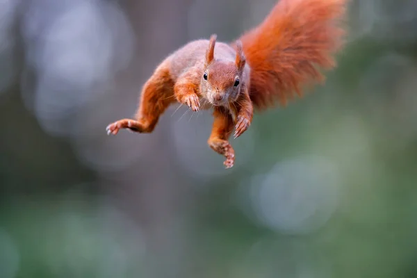 Euraziatische Rode Eekhoorn Sciurus Vulgaris Springt Het Bos Van Noord — Stockfoto