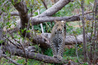 Leopar, Güney Afrika 'nın Büyük Kruger Bölgesi' nde, Sabi Sands 'in oyun parkında dolaşıyor.