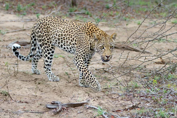 Lampart Spacerujący Rezerwacie Sabi Sands Regionie Wielkiego Krugera Republice Południowej — Zdjęcie stockowe