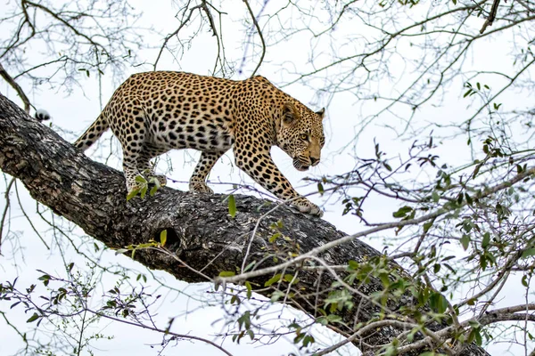 stock image Leopard male in a tree in Sabi Sands game reserve in the Greater Kruger Region in South Africa