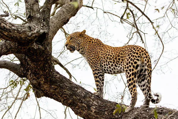 Luipaard Mannetje Een Boom Sabi Sands Wildreservaat Grotere Kruger Regio — Stockfoto