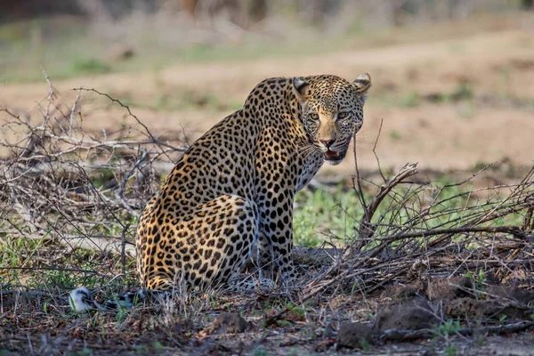 Leopárd Pihent Sabi Sands Vadrezervátumban Dél Afrika Nagyobb Kruger Régiójában — Stock Fotó