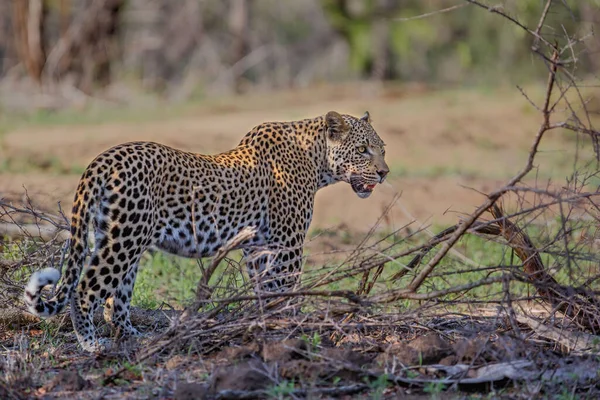 Леопард Ходит Заповеднику Sabi Sands Регионе Большого Крюгера Южной Африке — стоковое фото