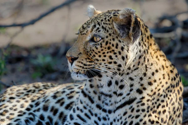 Retrato Una Hembra Leopardo Reserva Caza Sabi Sands Región Del — Foto de Stock